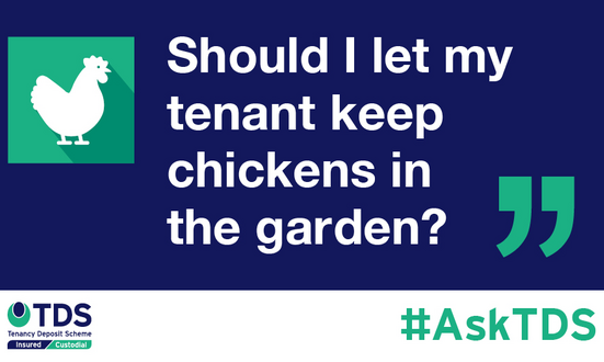 #AskTDS: “Should I let my tenant keep chickens in the garden?”